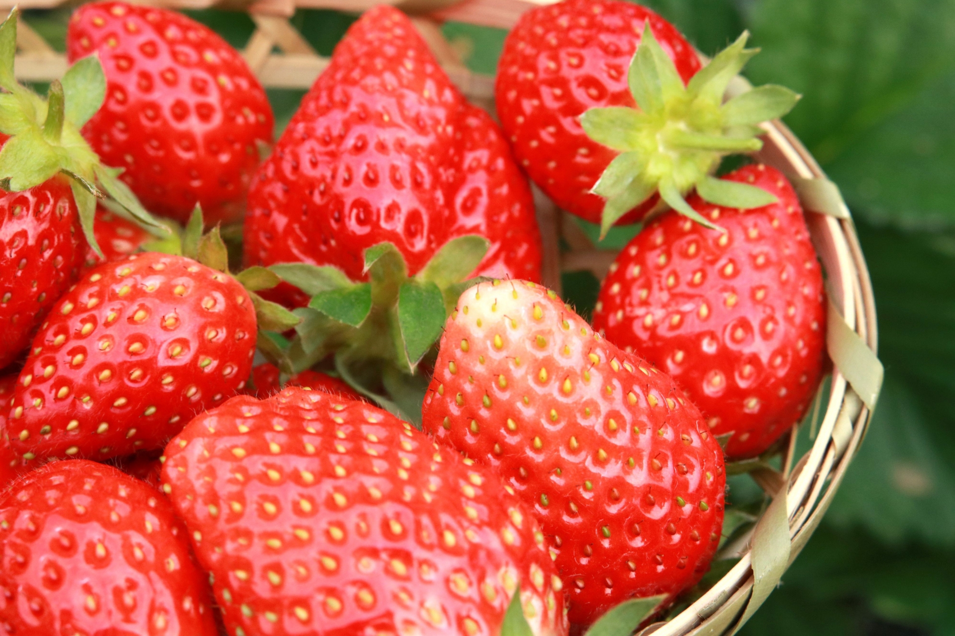 2019-09-strawberry.jpg 2019-09-strawberry.jpg